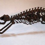 dinosaur bones bike_2