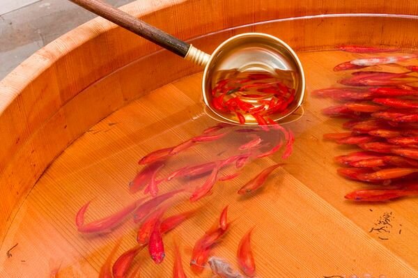 Goldfish Salvation