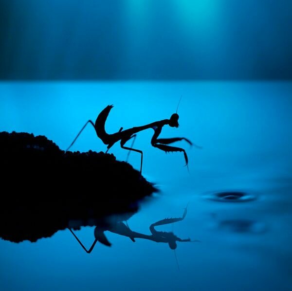 insect macrophotography