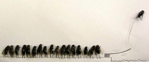 photographs with flies