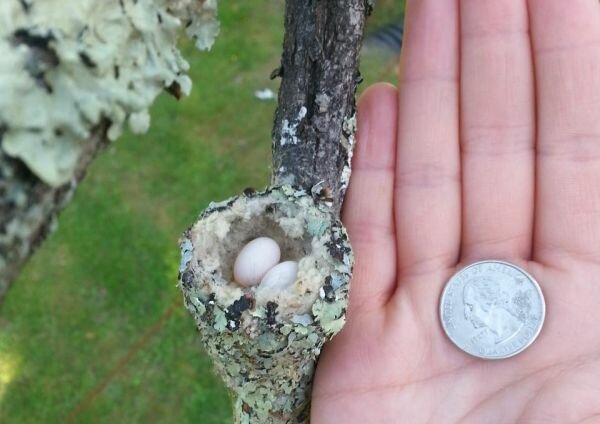 Hummingbird Nest [pic]