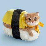 sushi cats_2