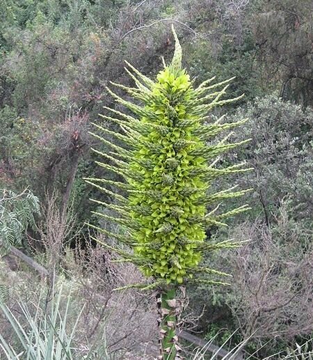 Britain’s 10-foot Tall Sheep Eating Plant Preparing to Bloom