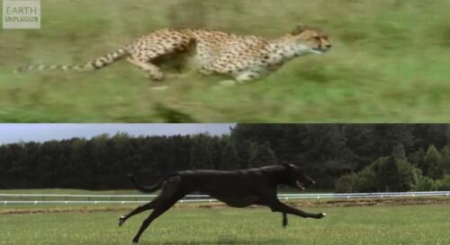Speed of a Cheetah Versus a Greyhound in Super Slow Motion [video]