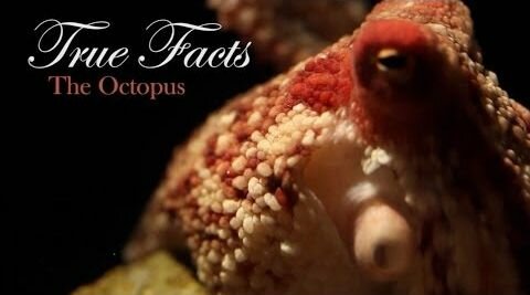 Hilarious True Facts About the Octopus [video]